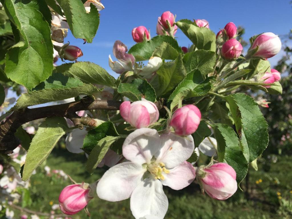 Grünendeich Fewo Elbblick Im Haus Luehegarten 아파트 외부 사진