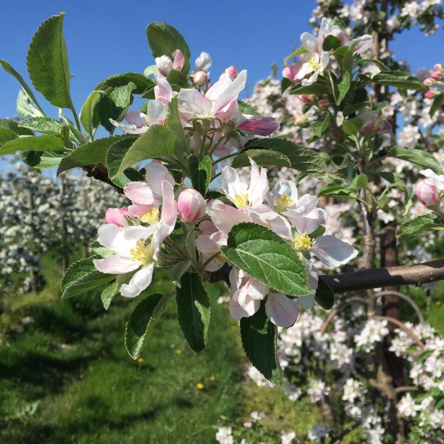 Grünendeich Fewo Elbblick Im Haus Luehegarten 아파트 외부 사진